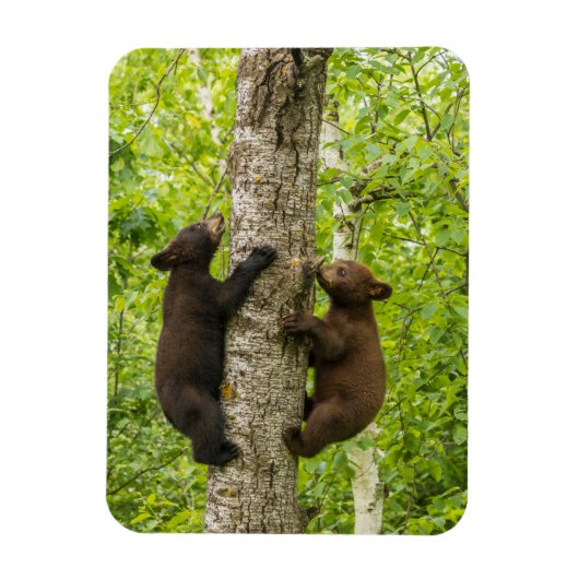 Magnet Flexible Arbre d'Escalades de l'ours noir (Vertical)