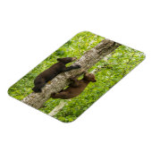 Magnet Flexible Arbre d'Escalades de l'ours noir (Côté Gauche)