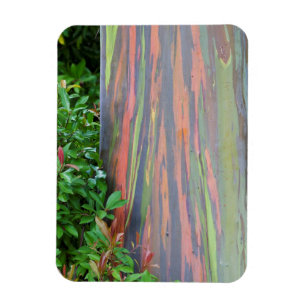 Magnet Flexible Arbre d'eucalyptus arc-en-ciel