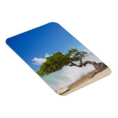 Magnet Flexible Arbre Divi Divi, Eagle Beach, Aruba, Caraïbes (Côté Droit)