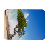 Magnet Flexible Arbre Divi Divi, Eagle Beach, Aruba, Caraïbes (Horizontal)