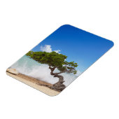 Magnet Flexible Arbre Divi Divi, Eagle Beach, Aruba, Caraïbes (Côté Gauche)