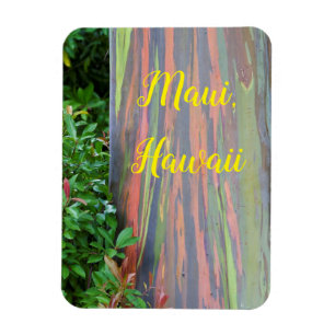 Magnet Flexible Arbre Eucalyptus Arc-en-Ciel Maui, Hawaï