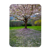 Arbre fleuri rose cerisier avec bois