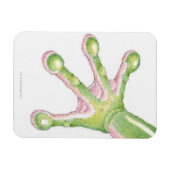 Magnet Flexible Arbre-grenouilles (Horizontal)