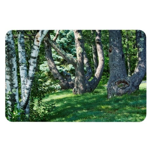 Magnet Flexible Arbres à flanc de colline (Horizontal)
