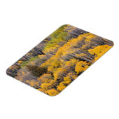 Magnet Flexible Arbres d'Aspen | White River National Forest (Côté Gauche)