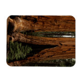 Magnet Flexible Arbres de séquoia, Parc national de Sequoia. (Horizontal)