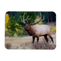 Arbres de taureaux et d'Aspen | Parc national des