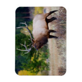 Magnet Flexible Arbres de taureaux et d'Aspen | Parc national des  (Vertical)