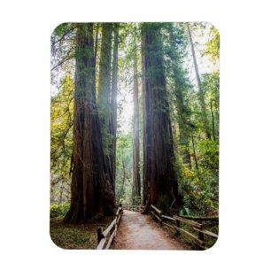 Magnet Flexible Arbres grands