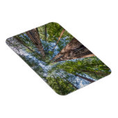 Magnet Flexible Arbres séquoias | Comté de Marin, Californie (Côté Droit)