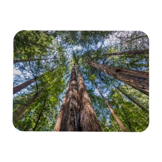 Magnet Flexible Arbres séquoias | Comté de Marin, Californie (Horizontal)