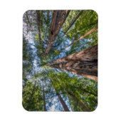 Magnet Flexible Arbres séquoias | Comté de Marin, Californie (Vertical)