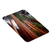 Magnet Flexible Arbres séquoias géants à feuilles persistantes (Côté Droit)