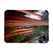 Magnet Flexible Arbres séquoias géants à feuilles persistantes (Horizontal)