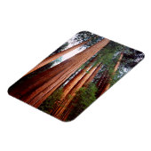 Magnet Flexible Arbres séquoias géants à feuilles persistantes (Côté Gauche)