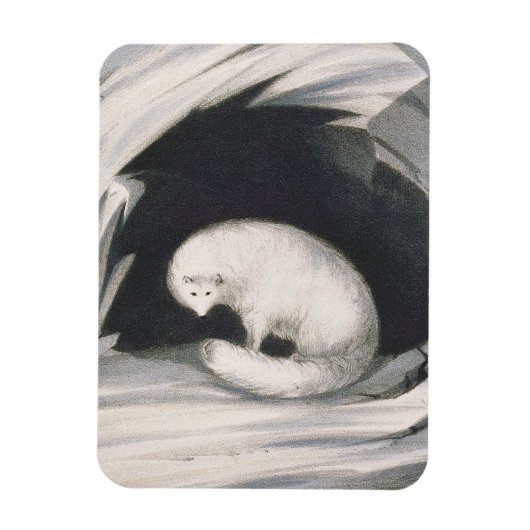 Magnet Flexible Arctic Fox, from 'Narrative of a Second voyage in (Vertical)