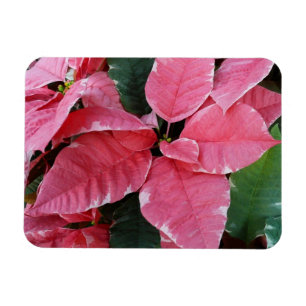 Magnet Flexible Argent Star Marbre Poinsettias Pink Holiday Floral