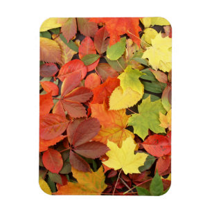 Magnet Flexible Arrière - plan Coloré Des Feuilles D'Automne Tombé