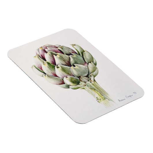 Magnet Flexible Artichoke Study 1993 (Côté Droit)