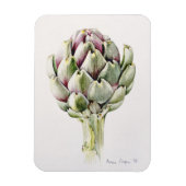 Magnet Flexible Artichoke Study 1993 (Vertical)