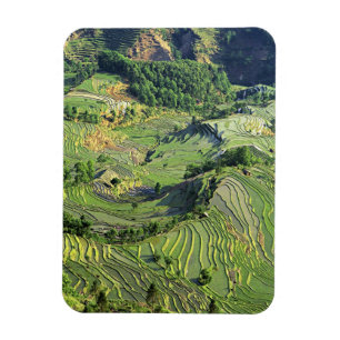Magnet Flexible Asie, Chine, Yunnan, Yuanyang. Motif de vert