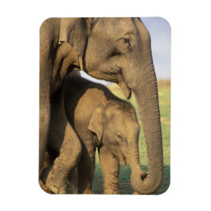 Magnet Flexible Asie, Inde, Parc national de Nargahole. Indien