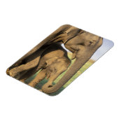 Magnet Flexible Asie, Inde, Parc national de Nargahole. Indien (Côté Gauche)