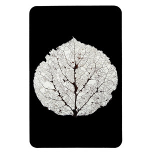 Magnet Flexible Aspen Feuille Squelette 1