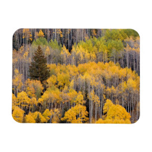 Magnet Flexible Aspen Trees   White River National Forest