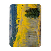 Magnet Flexible Aspens d'automne dans la chaîne Ruby (Vertical)