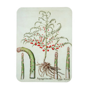 Magnet Flexible Asperge commune en fleur et fruit, de 'Ho
