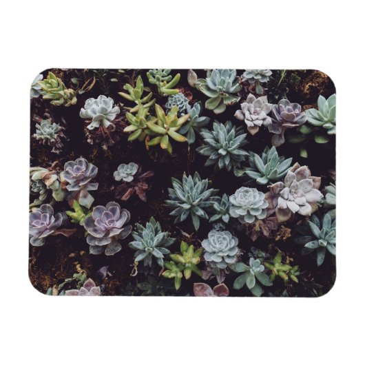 Magnet Flexible Assortiment de petits Plantes succulents (Horizontal)
