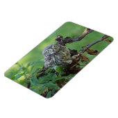 Magnet Flexible Athene noponctua (Côté Gauche)