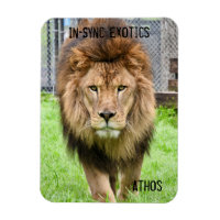Athos Lion -