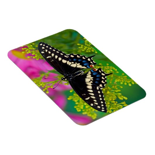 Magnet Flexible Atterrissage à queue nue (Côté Droit)