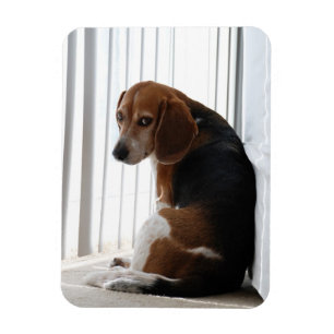 Magnet Flexible attitude de beagle