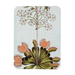 Magnet Flexible Attrape-mouche de Vénus, plat 84, de 'collection