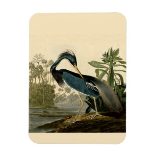 Magnet Flexible Audubon Héron de Louisiane Oiseaux Amérique Art