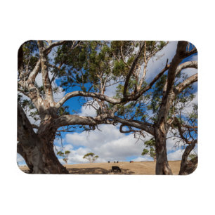 Magnet Flexible Australie, péninsule de Fleurieu, Normanville