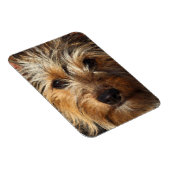Magnet Flexible Australien Silky Terrier (Côté Droit)