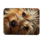 Magnet Flexible Australien Silky Terrier (Horizontal)