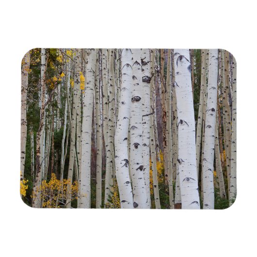 Magnet Flexible Automne dans les Trembles (Horizontal)