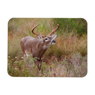 Magnet Flexible Automne de cerfs à queue blanche au Texas