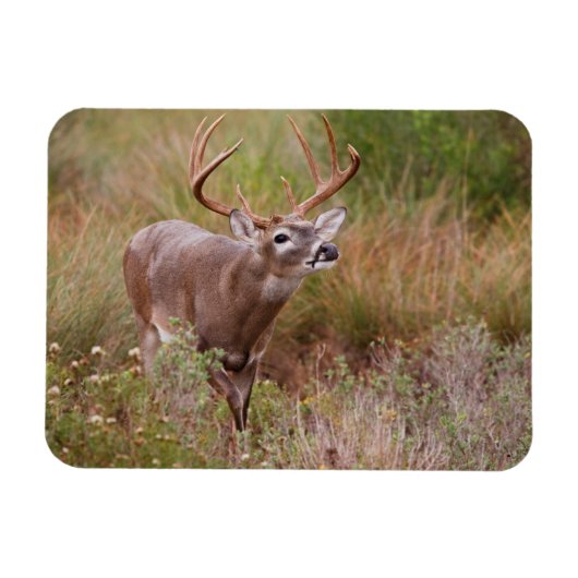 Magnet Flexible Automne de cerfs à queue blanche au Texas (Horizontal)
