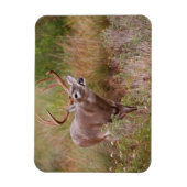 Magnet Flexible Automne de cerfs à queue blanche au Texas (Vertical)