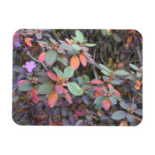 Magnet Flexible Automne Feuillage Automne Feuilles Nature Arbre Ph