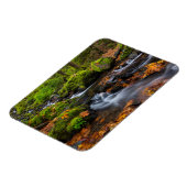 Magnet Flexible Autumn color along Starvation Creek Falls (Côté Gauche)