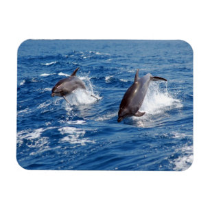 Magnet Flexible Aventure de dauphin